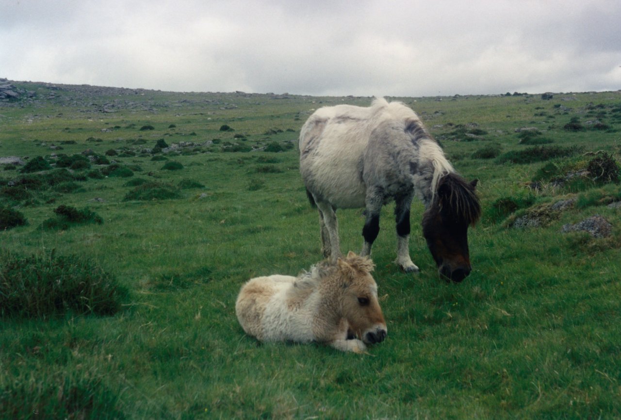 Dartmoor ponies June 2000 2